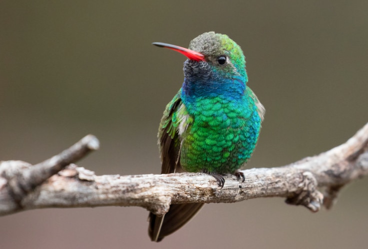 Broad-Billed Hummingbird (Cynanthus latirostris)