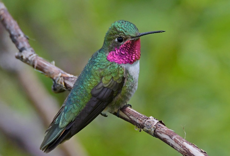 Broad-Tailed Hummingbird (Selasphorus platycercus)