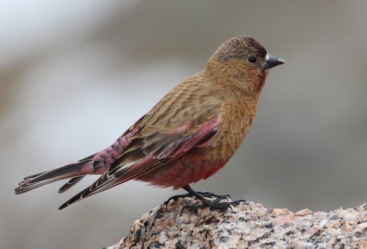 Brown-capped Rosy-Finch (Leucosticte australis)