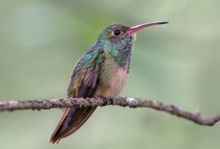 Buff-Bellied Hummingbird (Amazilia yucatanensis)