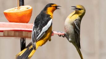 Bullock's Oriole pair at a feeder
