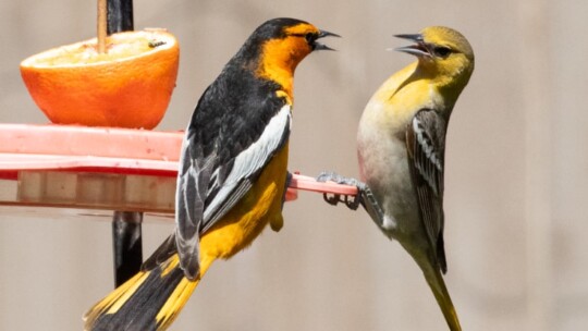 Bullock's Oriole pair at a feeder