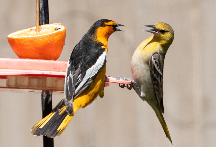 Bullock's Oriole pair at a feeder
