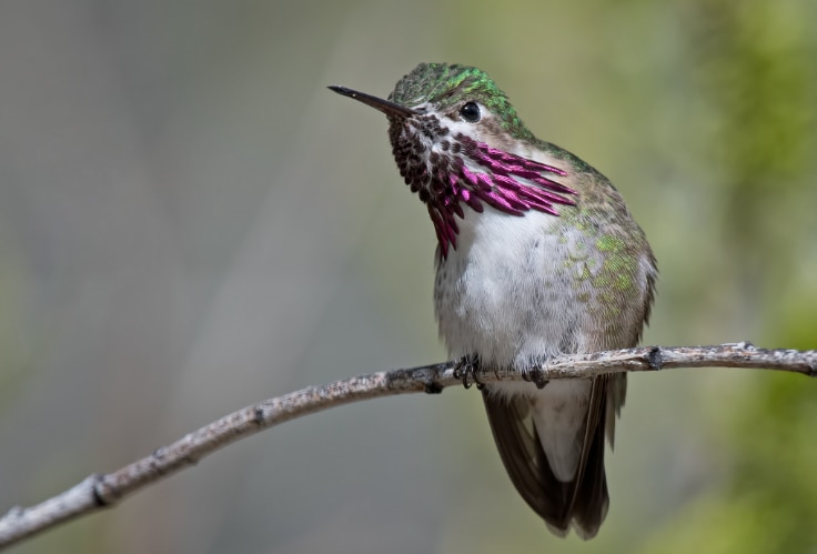 Calliope Hummingbird (Selasphorus calliope)