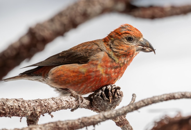 Cassia Crossbill (Loxia sinesciuris)