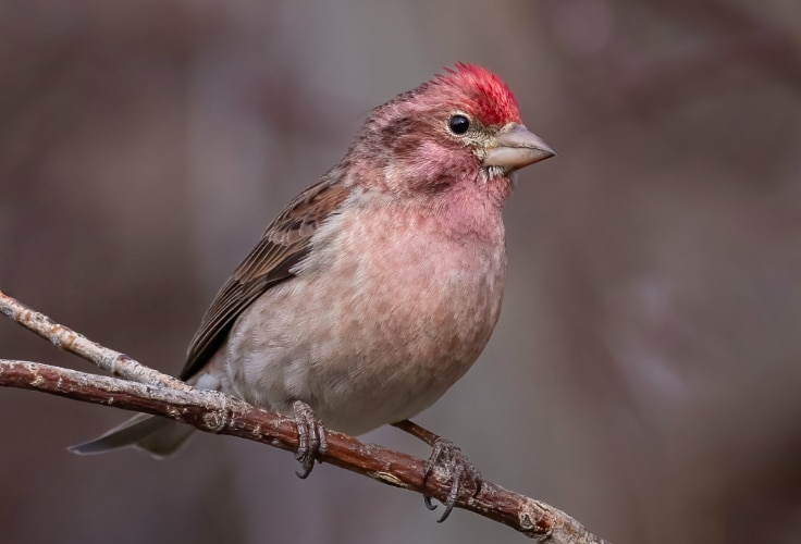 Cassin's Finch (Haemorhous cassinii)
