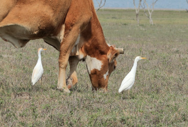 Western Cattle-Egrets feeding alongside grazing cattle