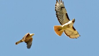 Cooper's Hawk and Red-Tailed Hawk