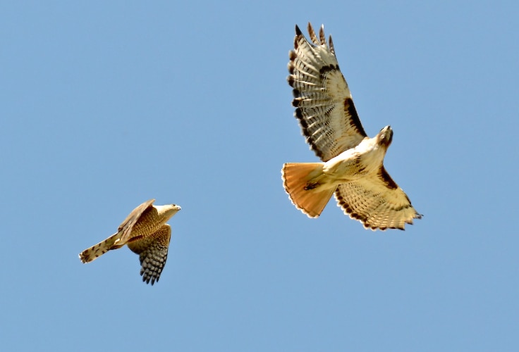 Cooper's Hawk and Red-Tailed Hawk