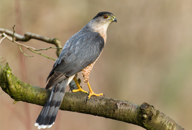 Cooper's Hawk (Astur cooperii)