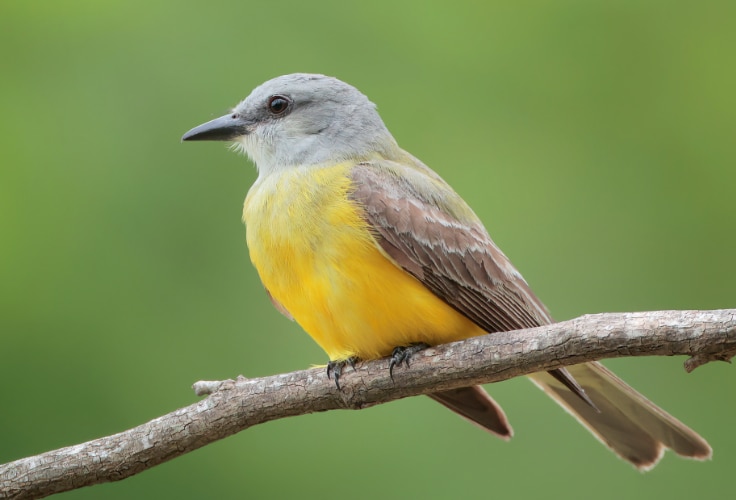Couch's Kingbird (Tyrannus couchii)