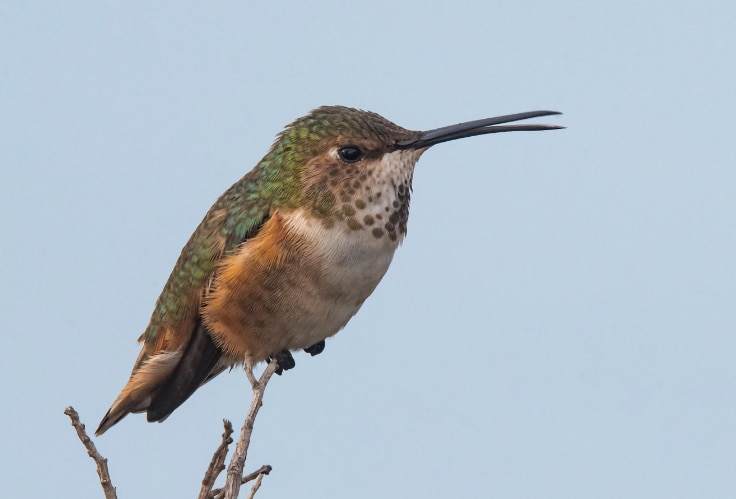 Female Allen's Hummingbird