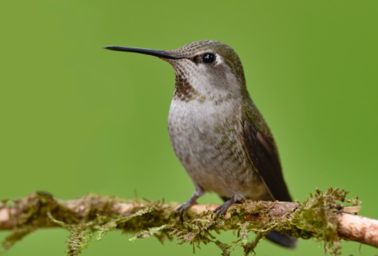 Female Anna's Hummingbird