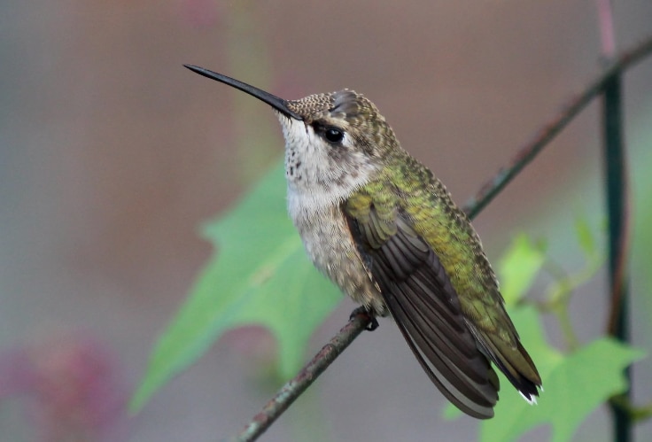 Female Black-Chinned Hummingbird