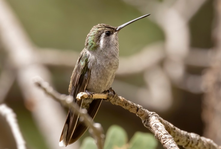 Female Blue-Throated Mountain-Gem