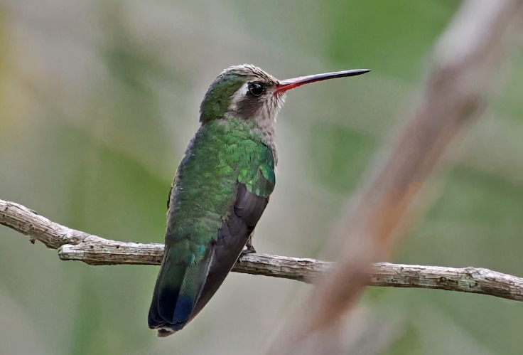 Female Broad-Billed Hummingbird