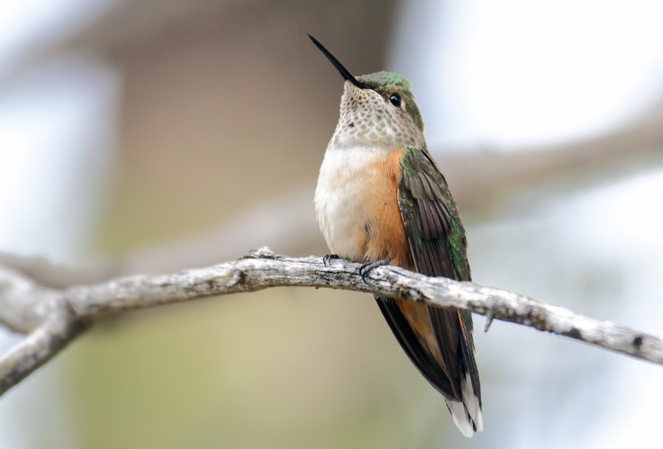 Female Broad-Tailed Hummingbird