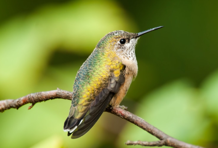 Female Calliope Hummingbird