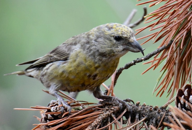 Female Cassia Crossbill