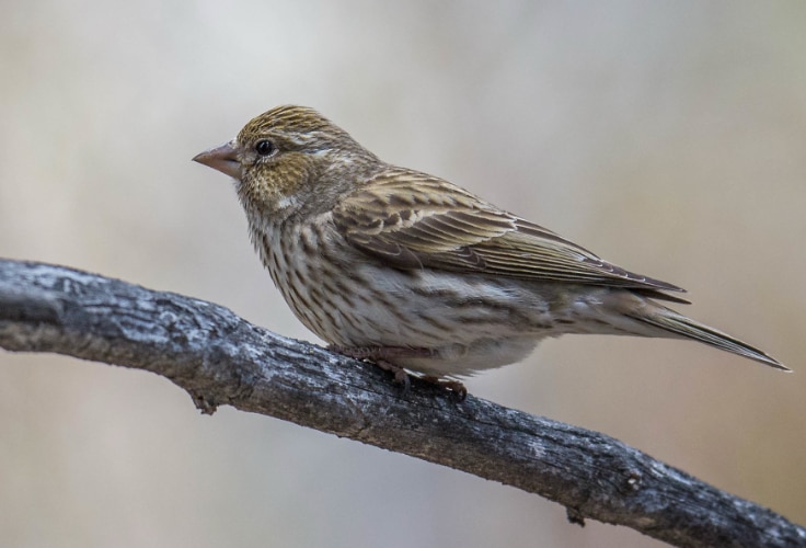 Female Cassin's Finch