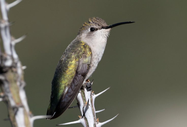 Female Costa's Hummingbird