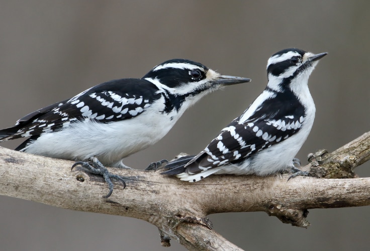 Female Hairy and Downy Woodpeckers perched side by side