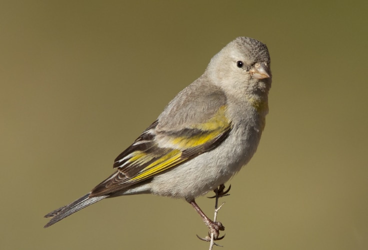 Female Lawrence's Goldfinch
