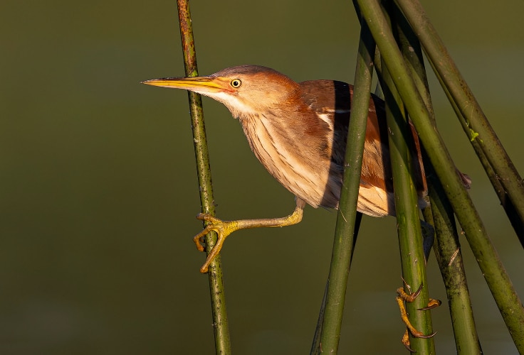 Female Least Bittern