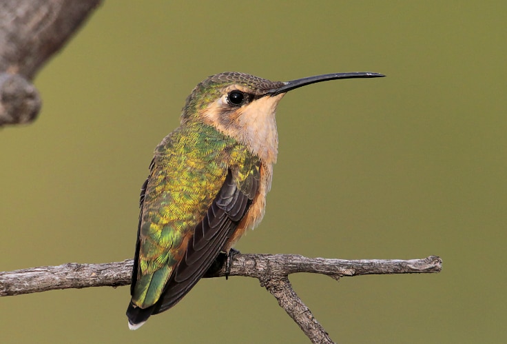 Female Lucifer Hummingbird