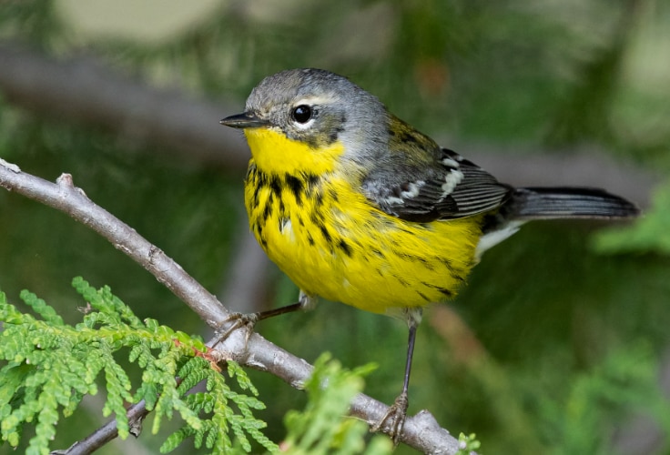 Female Magnolia Warbler