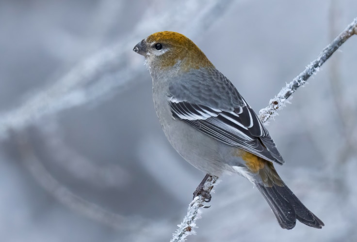 Female Pine Grosbeak