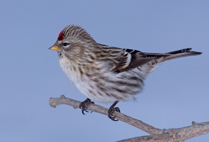 Female Redpoll