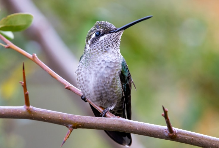 Female Rivoli's Hummingbird