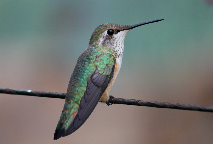 Female Rufous Hummingbird