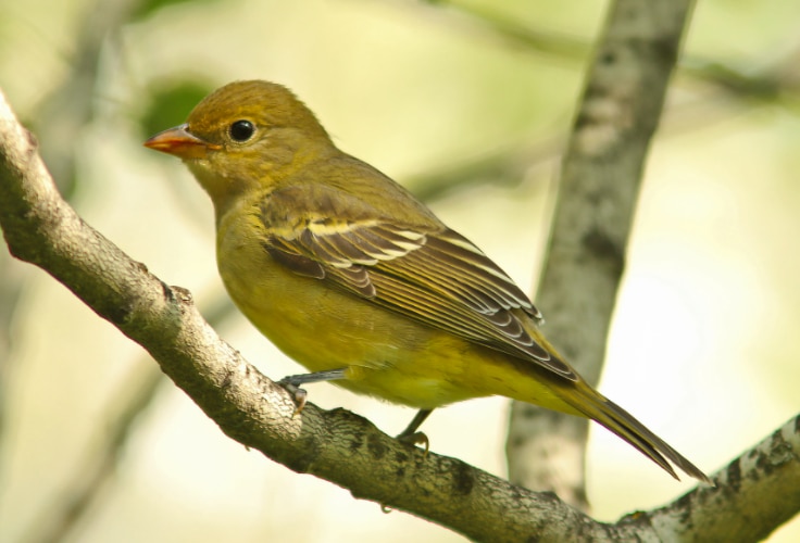 Female Western Tanager