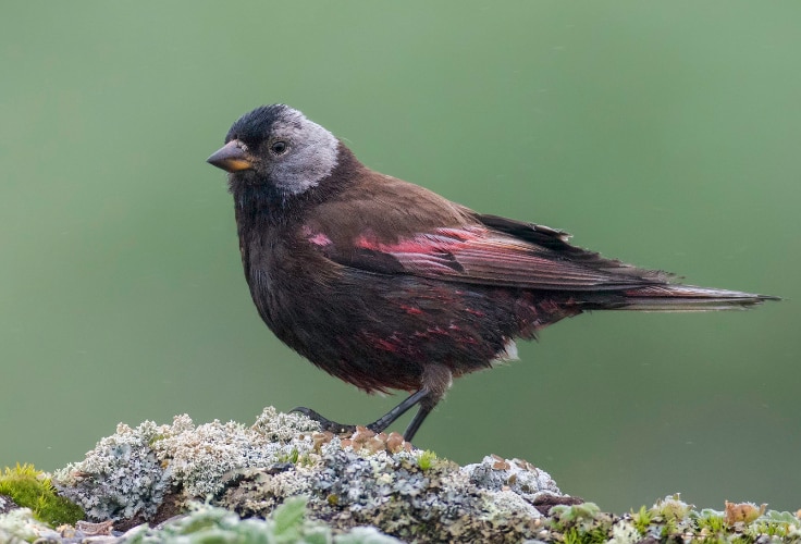 Gray-crowned Rosy-Finch (Pribilof Is.)