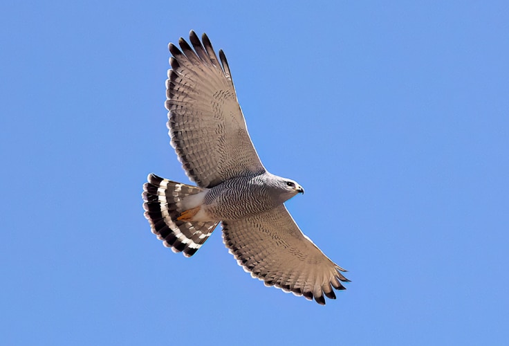 Gray Hawk in flight
