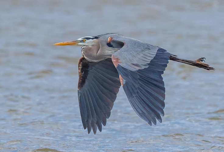 Great Blue Heron in flight