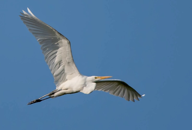 Great Egret in flight