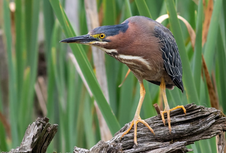 Green Heron (Butorides virescens)