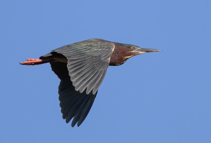 Green Heron in flight