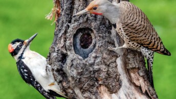 Hairy Woodpecker and Northern Flicker