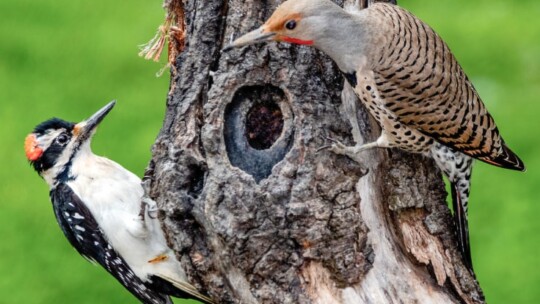 Hairy Woodpecker and Northern Flicker