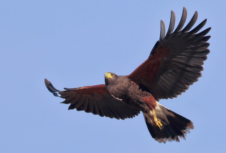 Harris's Hawk in flight