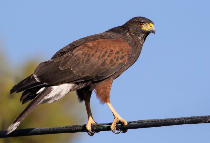 Harris's Hawk (Parabuteo unicinctus)
