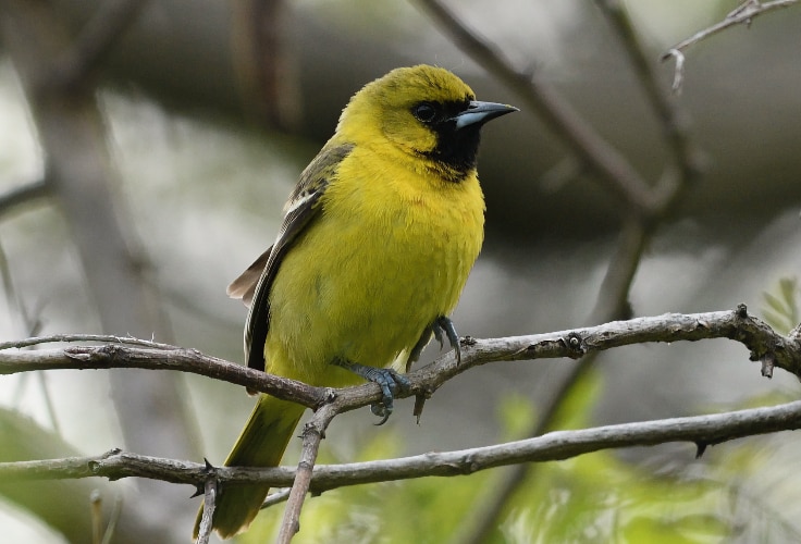Immature male Orchard Oriole