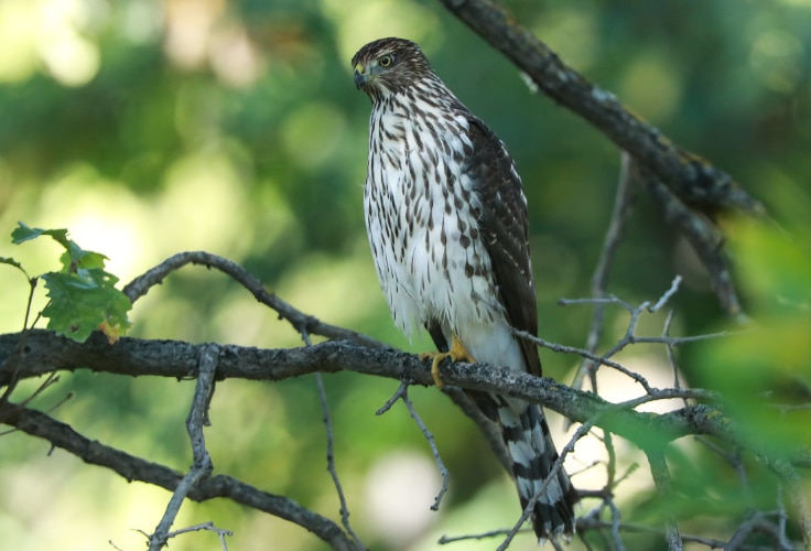 Juvenile American Goshawk