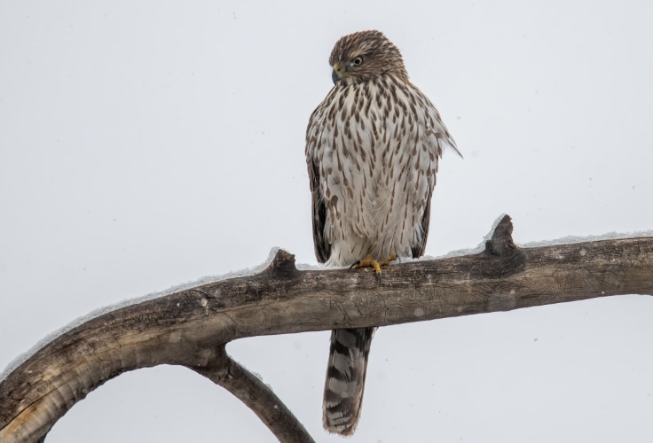 Juvenile Cooper's Hawk
