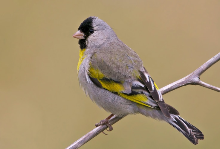 Lawrence's Goldfinch (Spinus lawrencei)