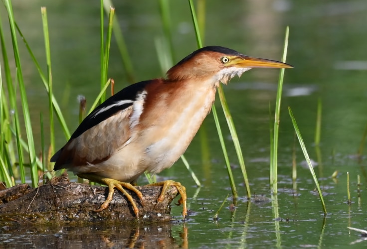 Least Bittern (Botaurus exilis)